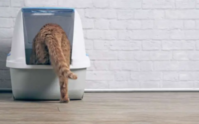 Litter Box Choices!